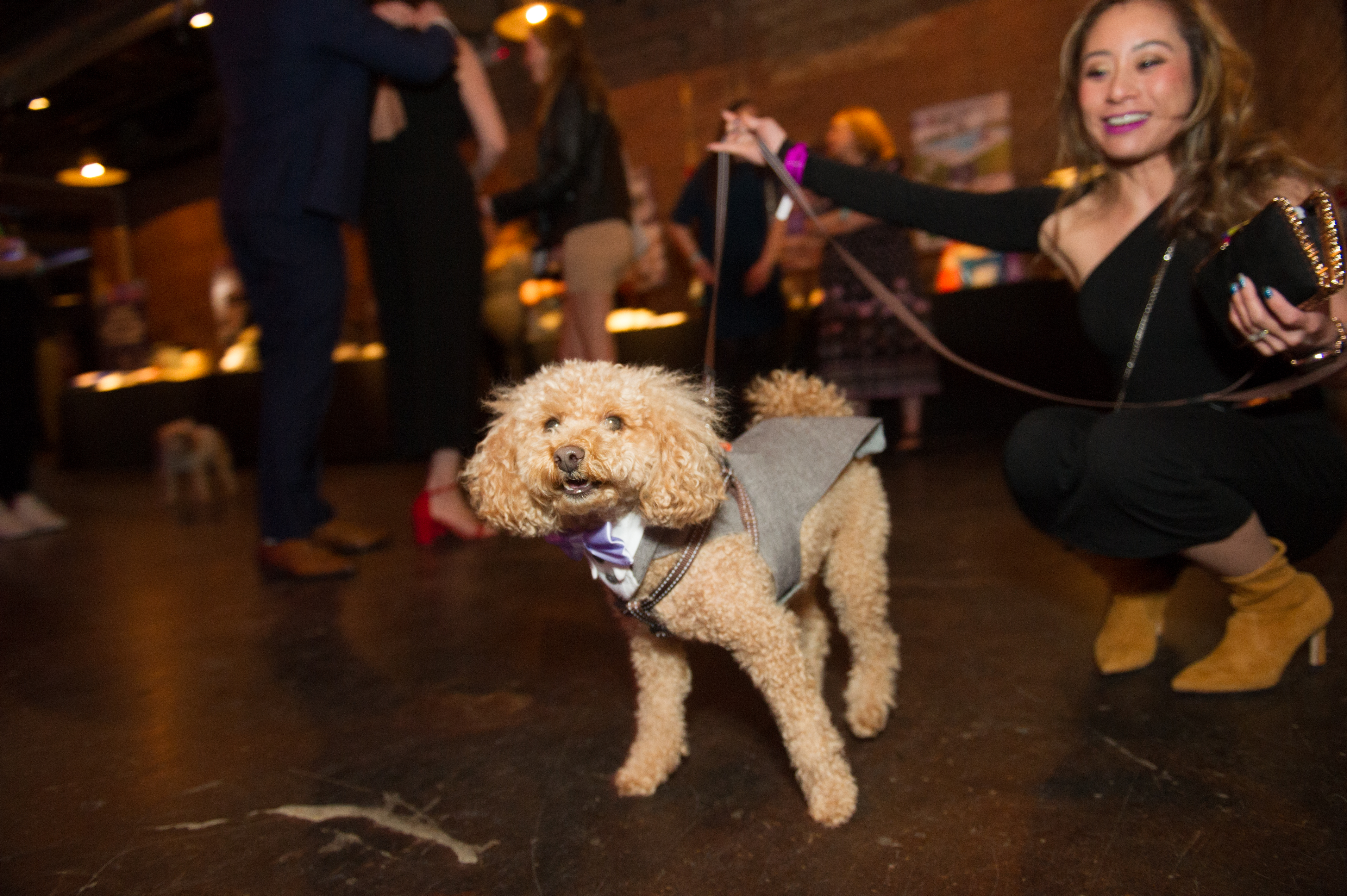 Toby_dog_hits_the_dance_floor_owner_Cecilia_Lee_Photo_by_Sparenga_Photography.jpg