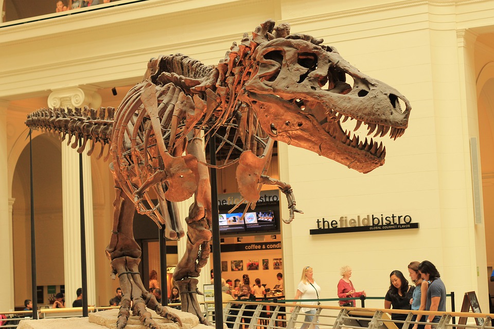 Sue the T Rex at the Field Museum